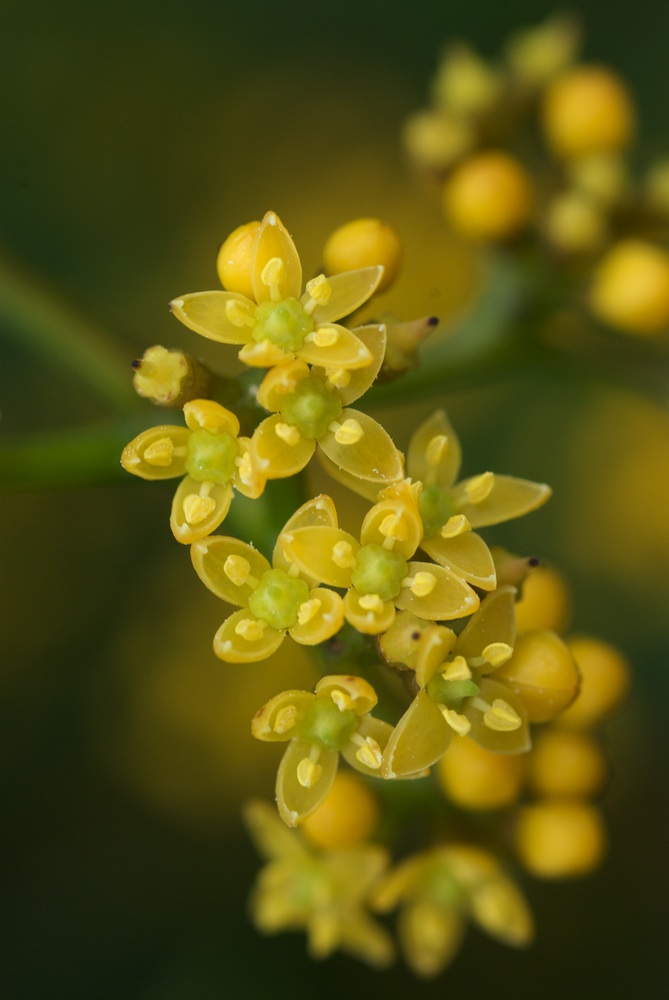 Vitaceae Cissus hypoglauca