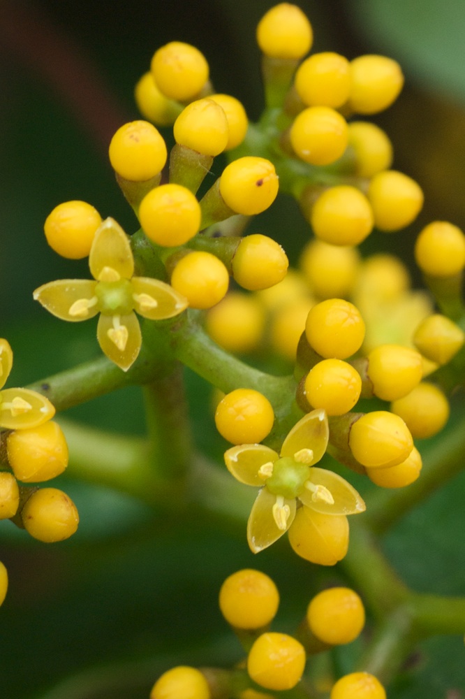 Vitaceae Cissus hypoglauca