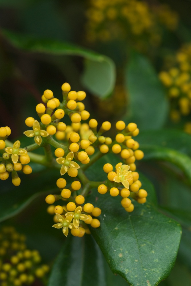 Vitaceae Cissus hypoglauca