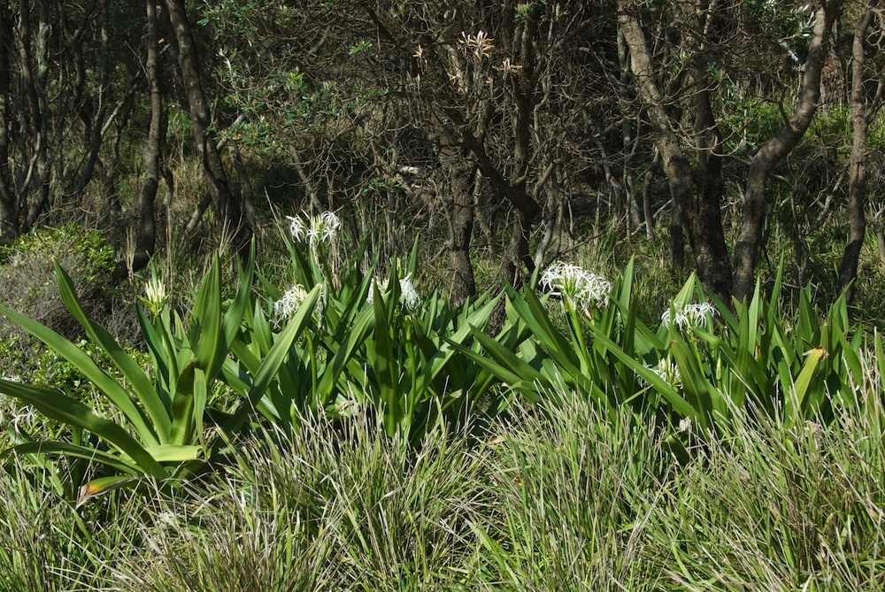 Amaryllidaceae Crinum pedunculatum