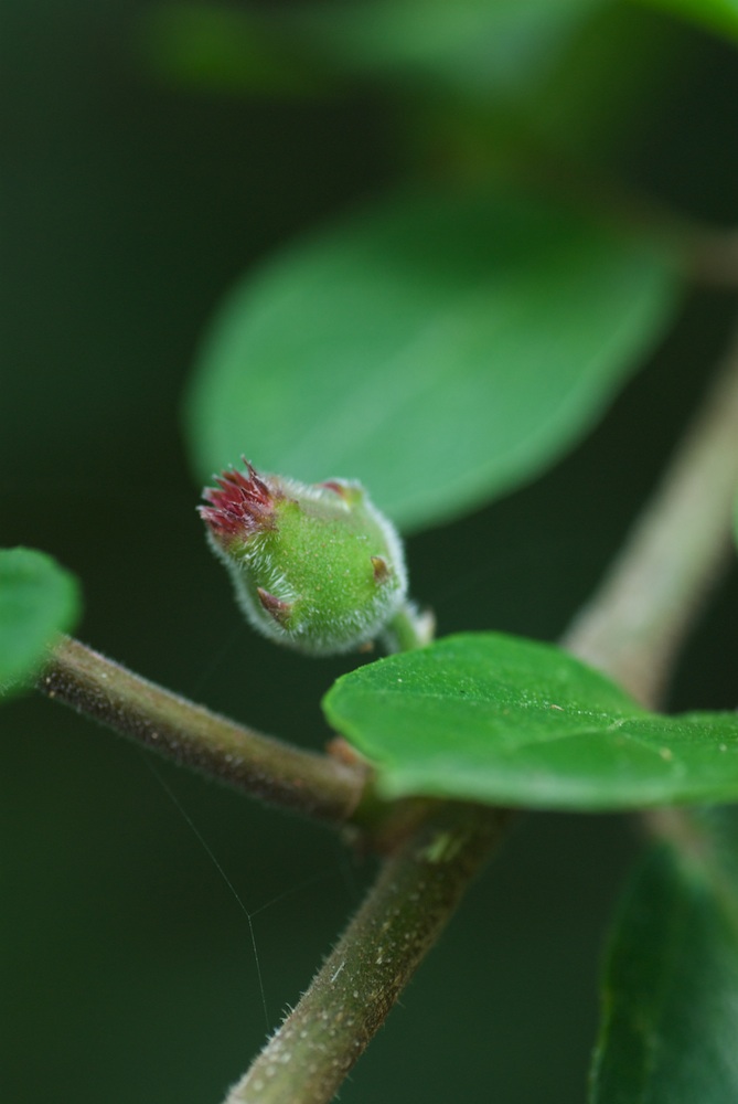 Moraceae Ficus coronata