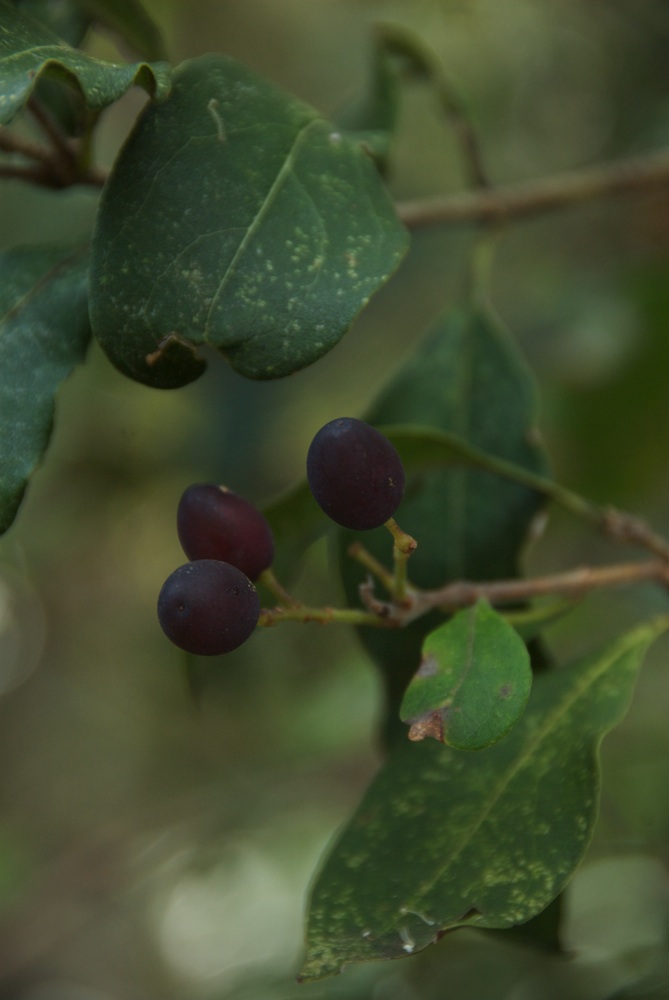 Oleaceae Notelaea longifolia