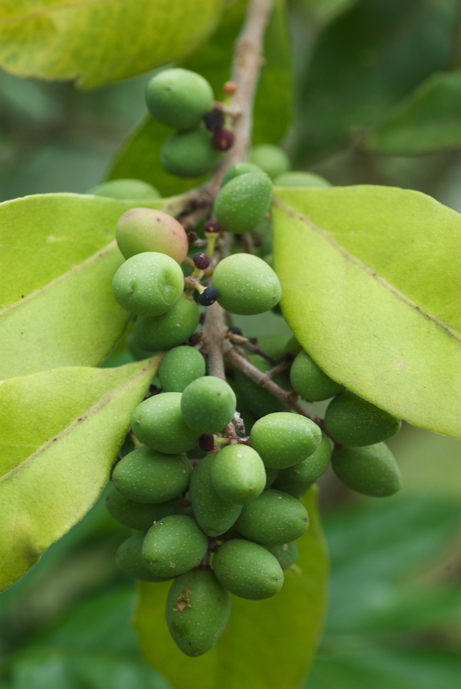 Oleaceae Notelaea longifolia