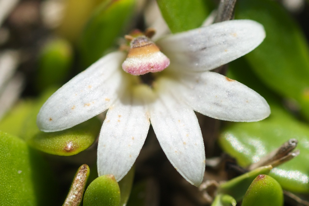 Goodeniaceae Selliera radicans