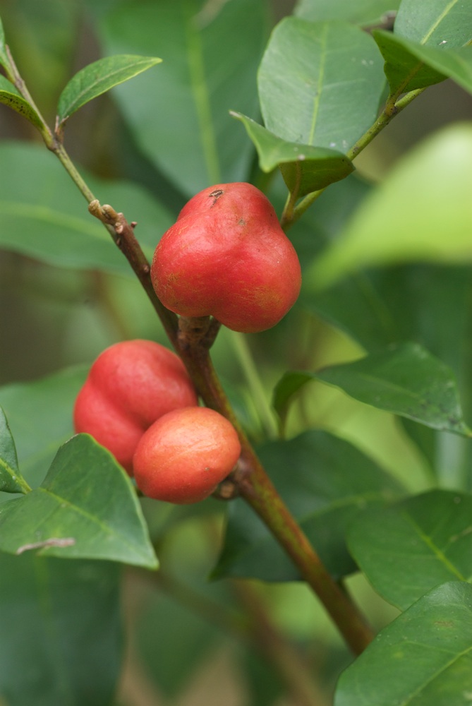 Meliaceae Synoum glandulosum