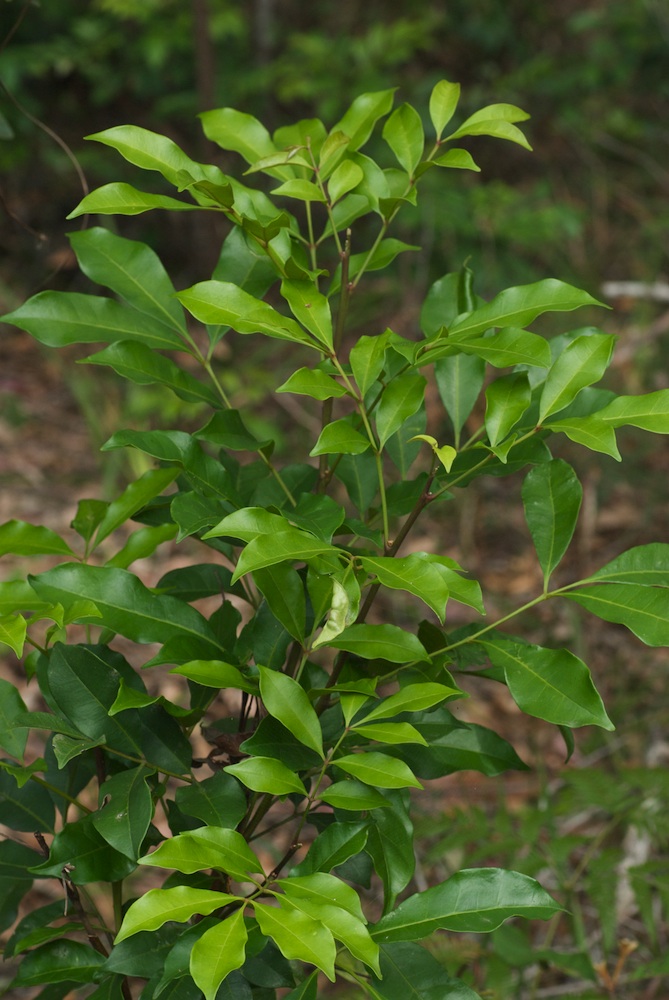 Meliaceae Synoum glandulosum