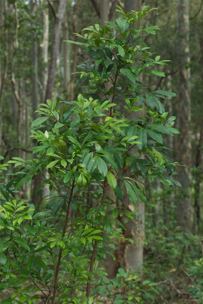 Meliaceae Synoum glandulosum