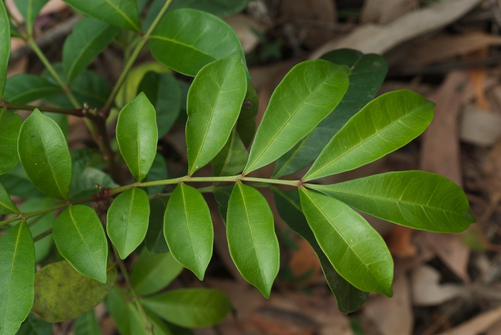 Meliaceae Synoum glandulosum