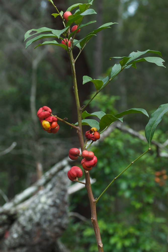 Meliaceae Synoum glandulosum