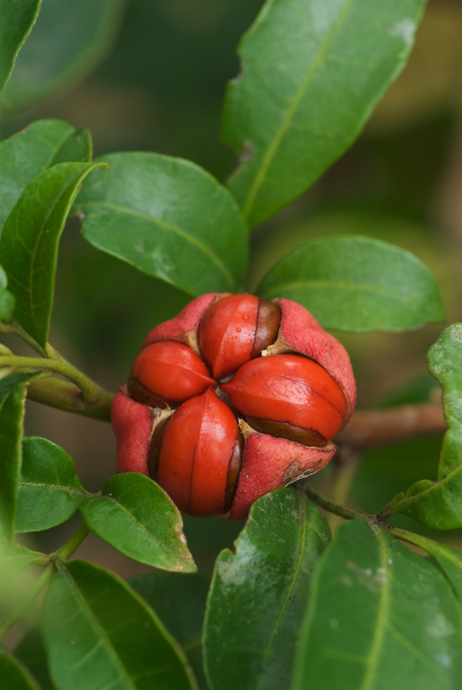 Meliaceae Synoum glandulosum