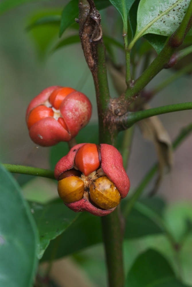 Meliaceae Synoum glandulosum