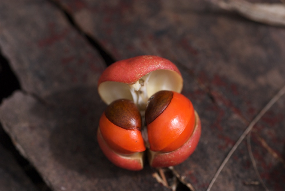 Meliaceae Synoum glandulosum