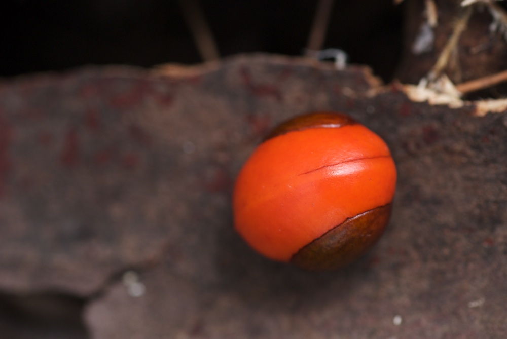 Meliaceae Synoum glandulosum