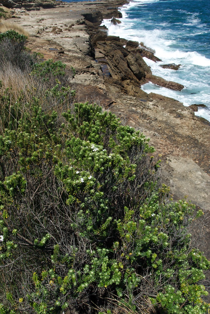 Lamiaceae Westringia fruticosa