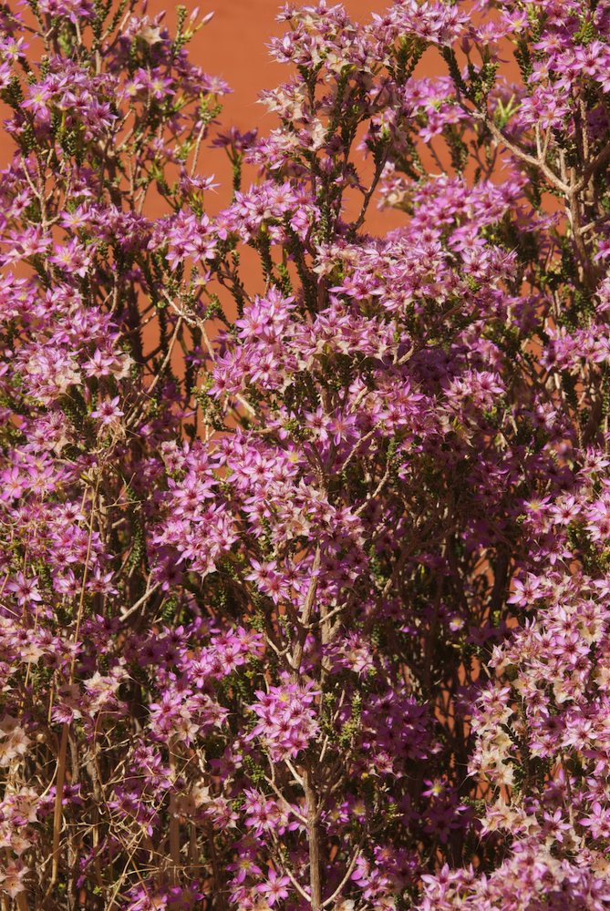 Myrtaceae Calytrix longiflora