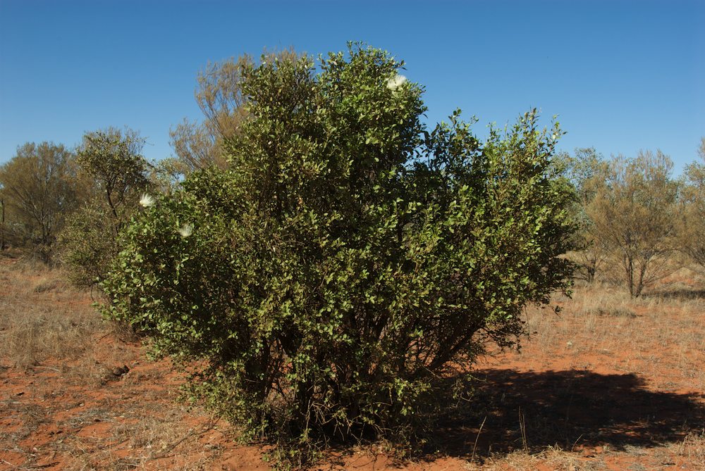 Capparaceae Capparis mitchellii