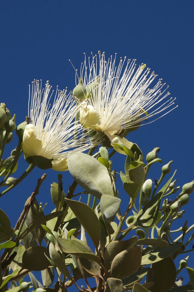 Capparaceae Capparis mitchellii