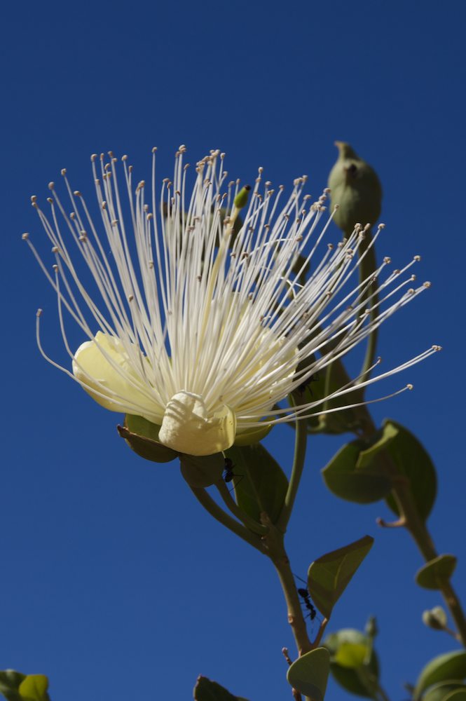 Capparaceae Capparis mitchellii