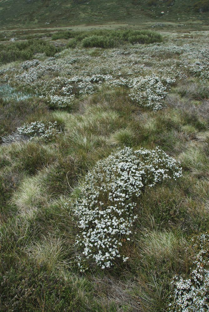 Ericaceae Epacris microphylla