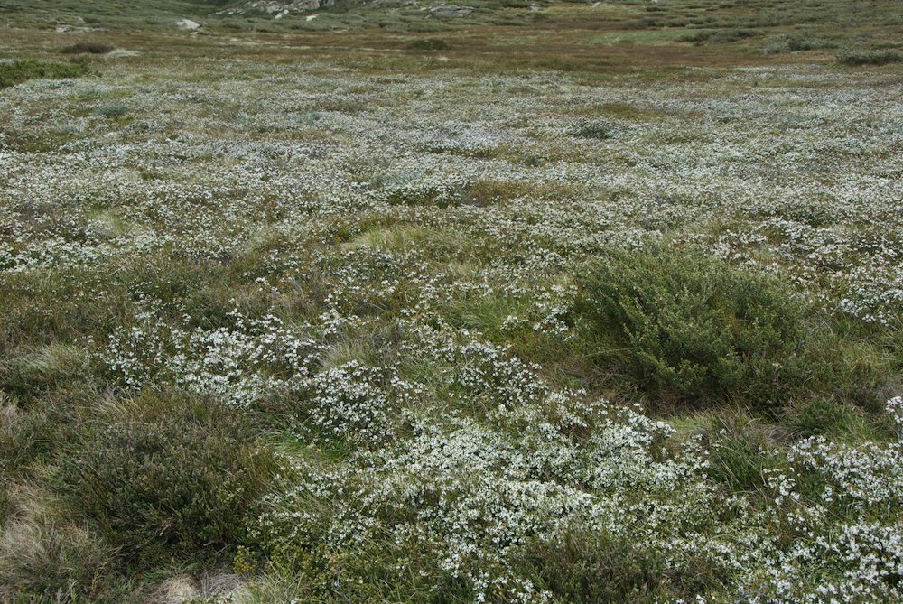 Ericaceae Epacris microphylla