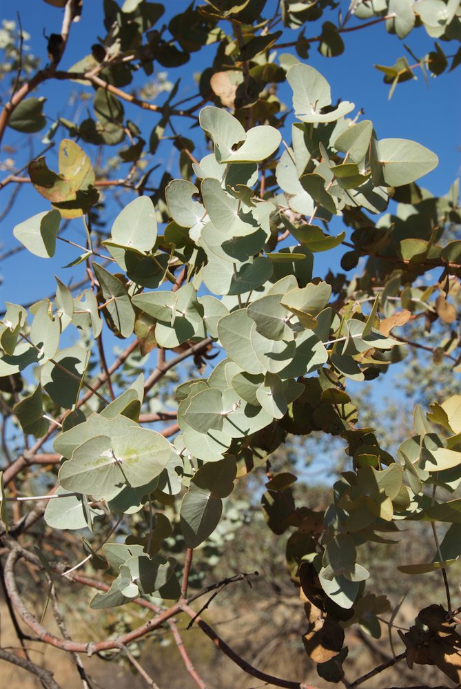 Myrtaceae Eucalyptus gamophylla