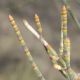 image of Allocasuarina luehmannii