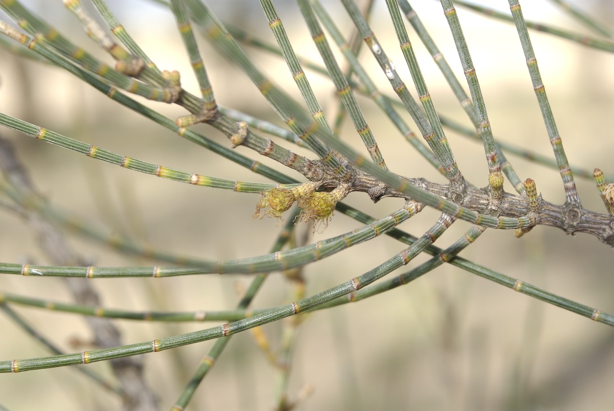 Casuarinaceae Allocasuarina luehmannii