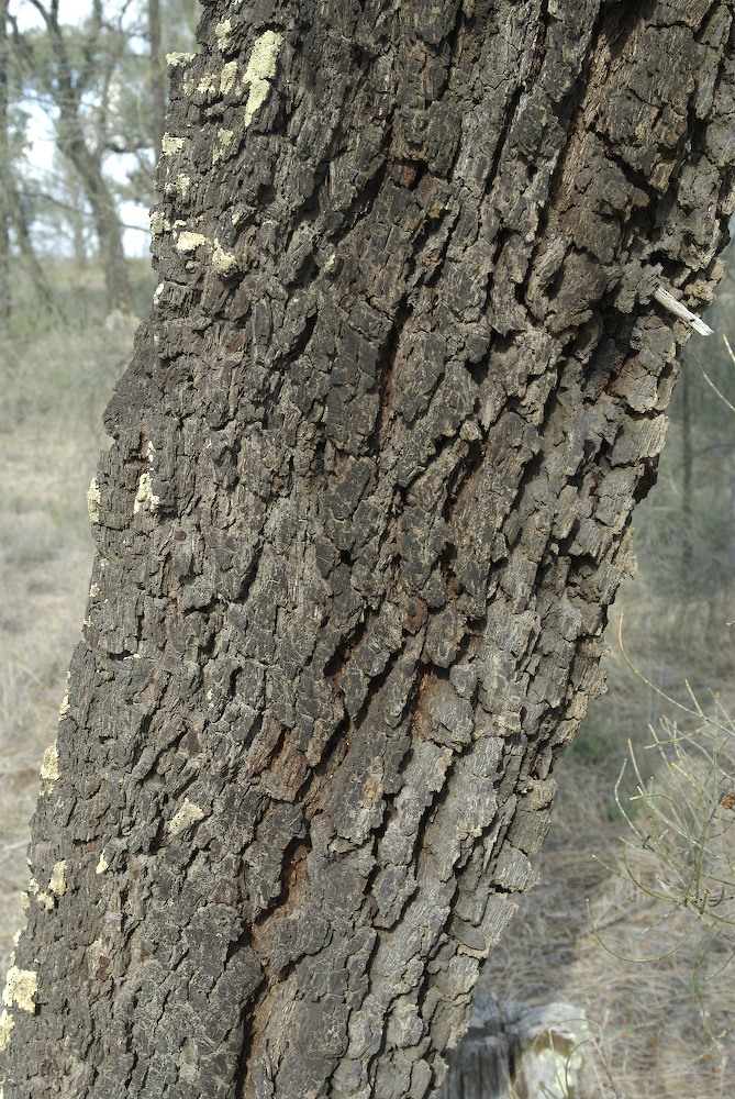 Casuarinaceae Allocasuarina luehmannii