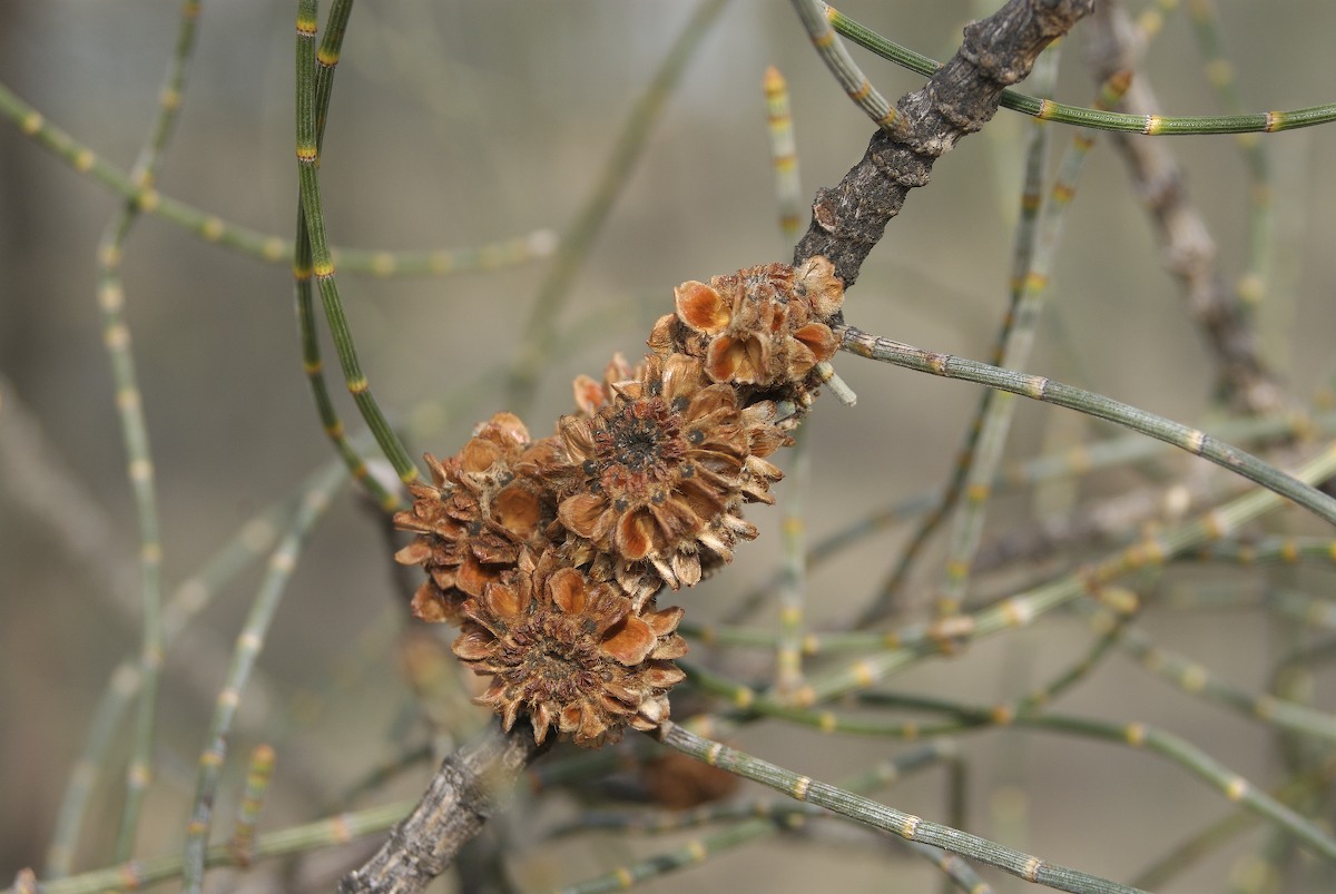 Casuarinaceae Allocasuarina luehmannii