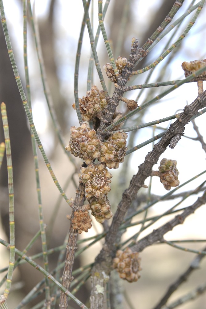 Casuarinaceae Allocasuarina luehmannii