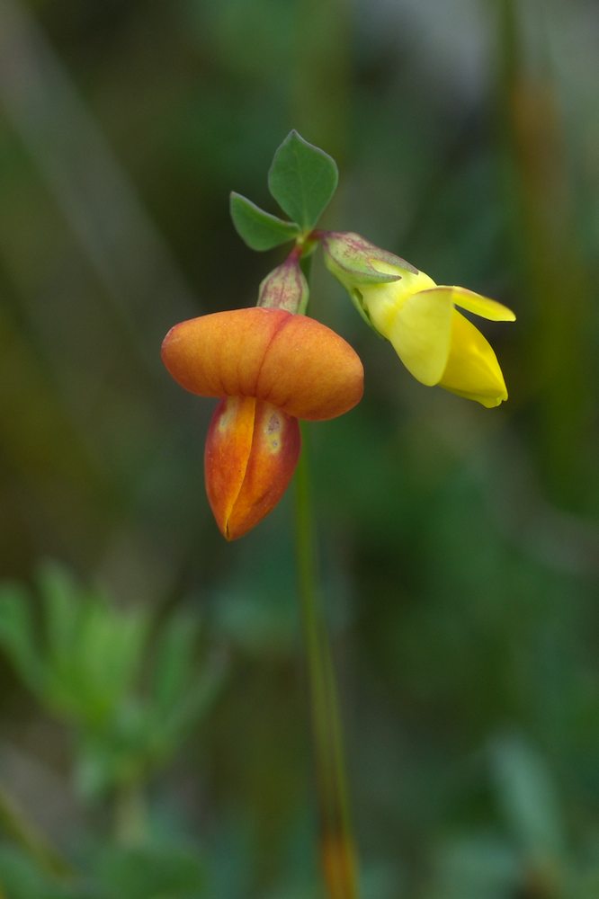 Fabaceae Lotus corniculatus