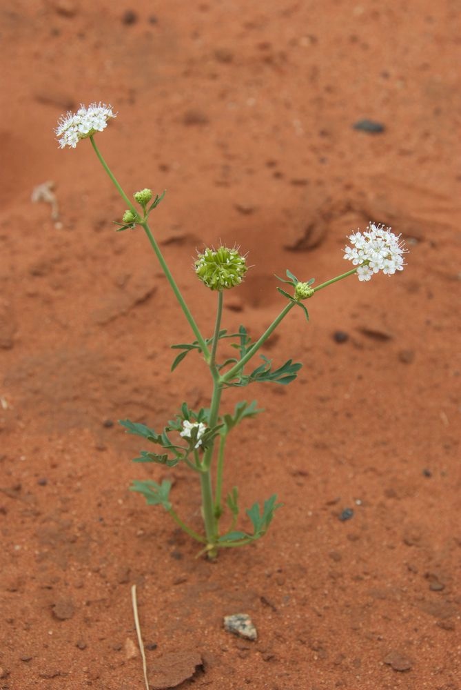 Araliaceae Trachymene glaucifolia