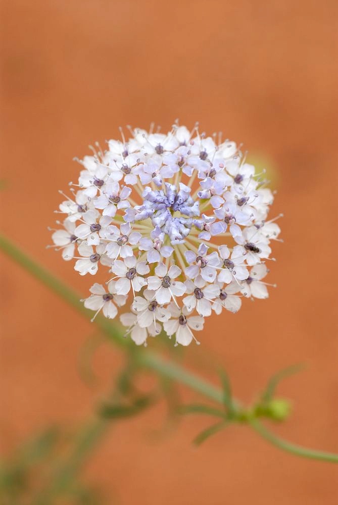 Araliaceae Trachymene glaucifolia