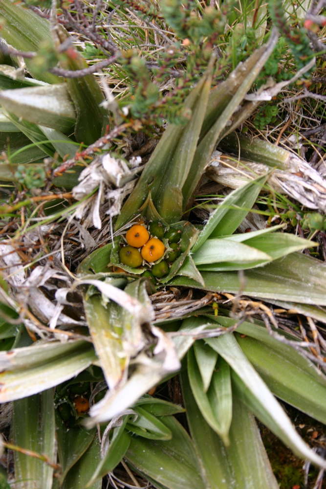 Asteliaceae Astelia psychrocharis