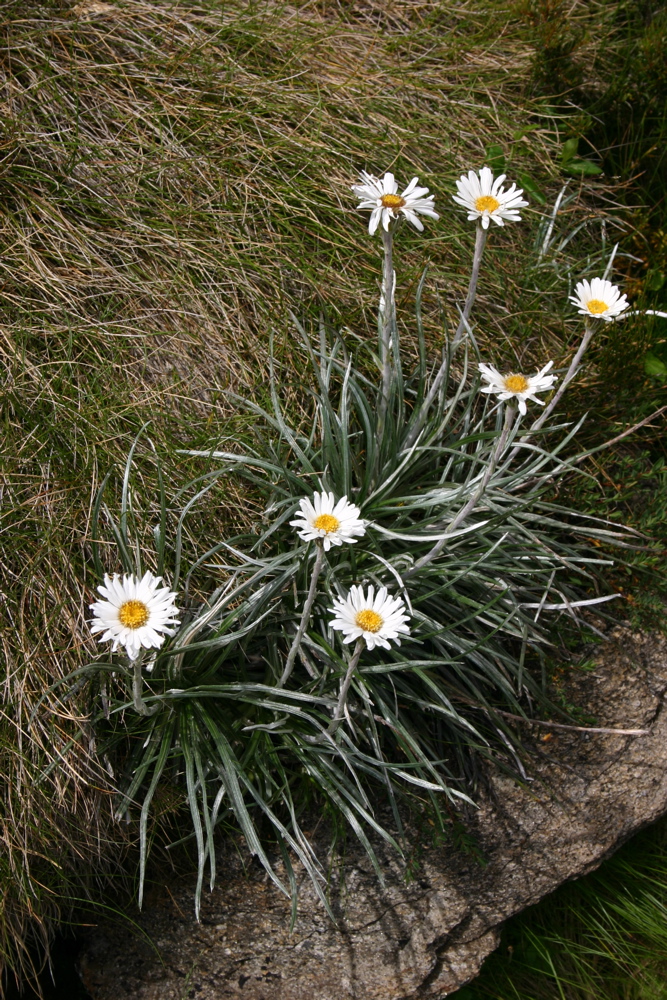 Asteraceae Celmisia longifolia