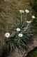 image of Celmisia longifolia
