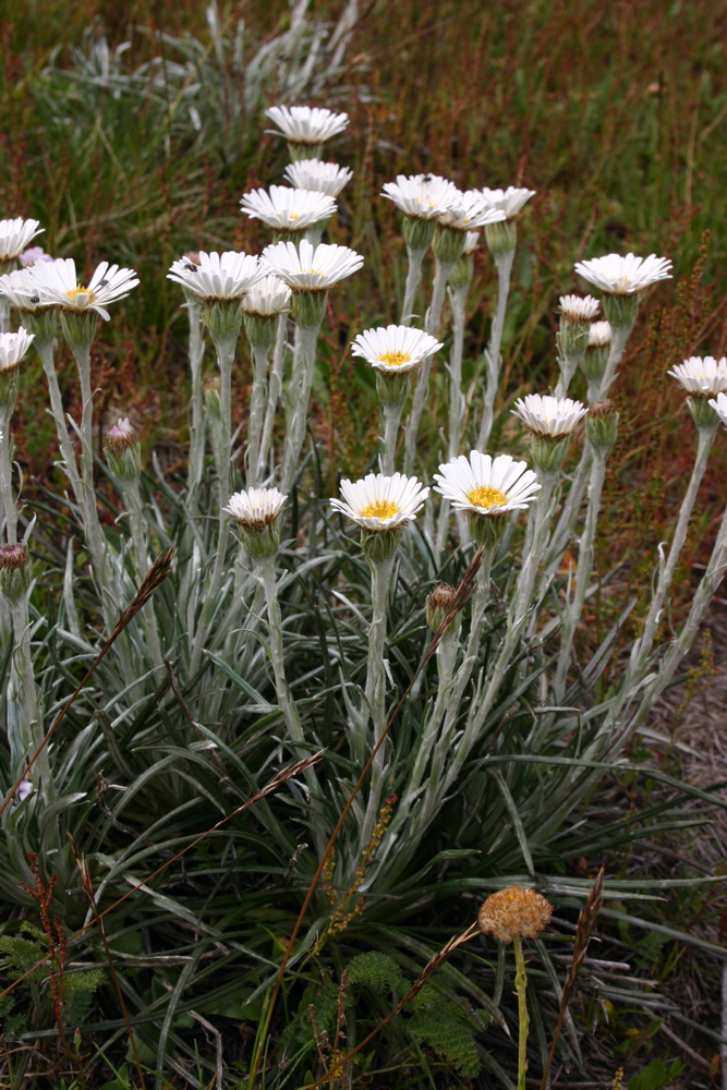 Asteraceae Celmisia longifolia