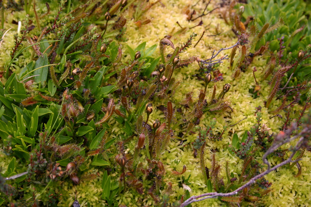 Droseraceae Drosera arcturi