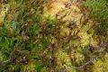 image of Drosera arcturi