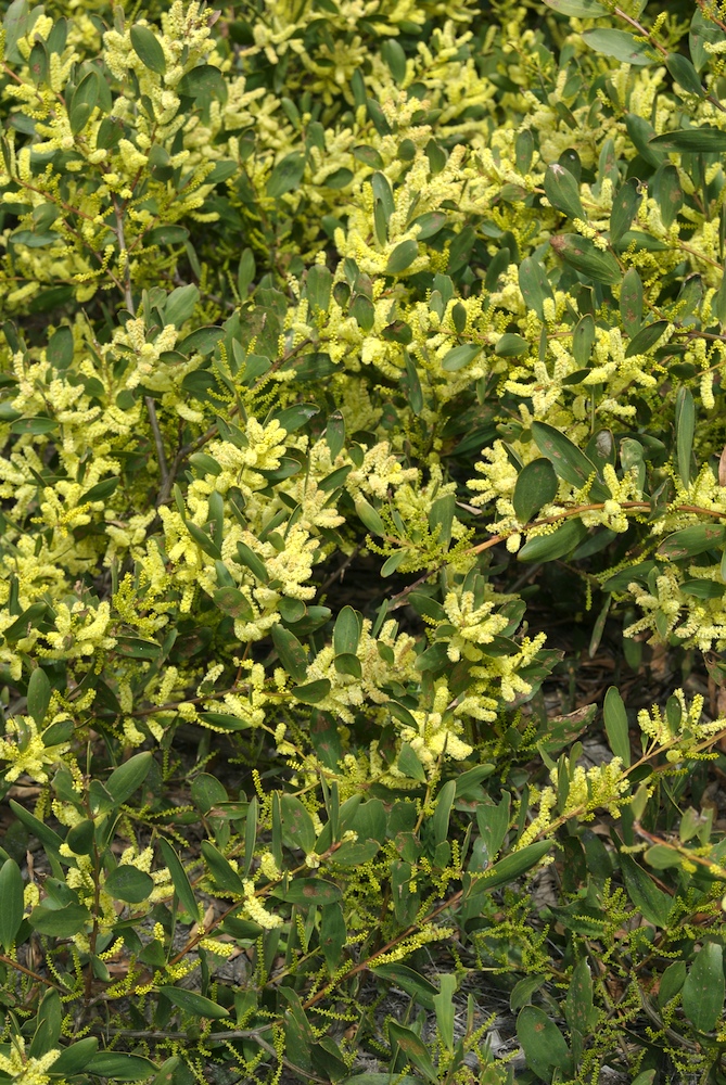 Fabaceae Acacia sophorae