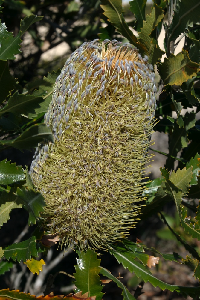 Proteaceae Banksia serrata