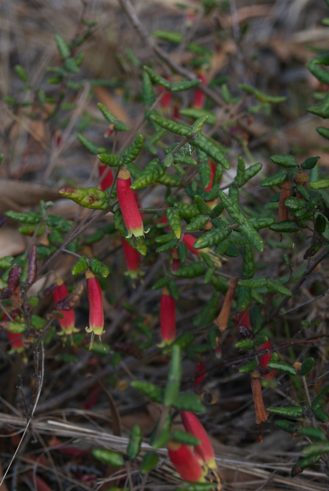 Rutaceae Correa reflexa