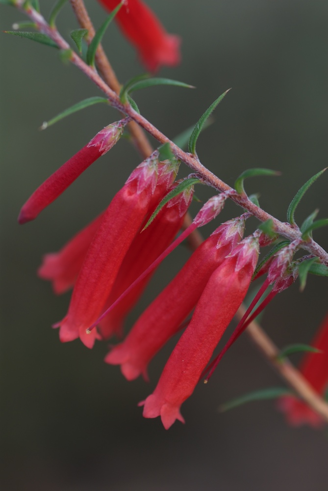 Ericaceae Epacris impressa