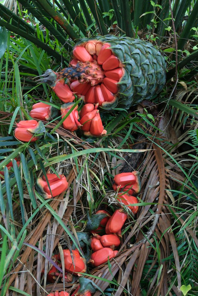 Zamiaceae Macrozamia communis