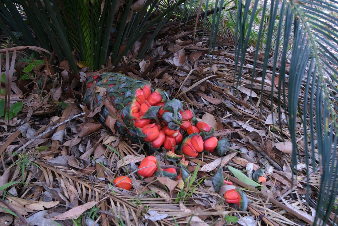 Zamiaceae Macrozamia communis