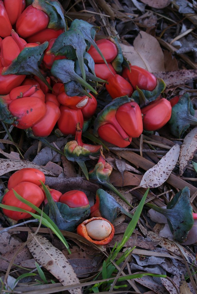 Zamiaceae Macrozamia communis