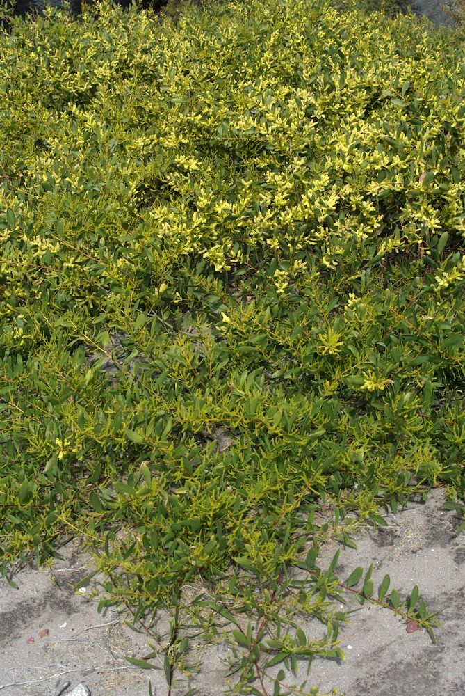 Fabaceae Acacia sophorae