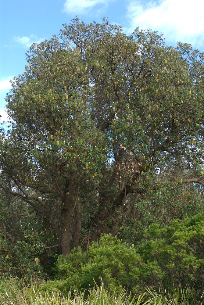 Proteaceae Banksia integrifolia