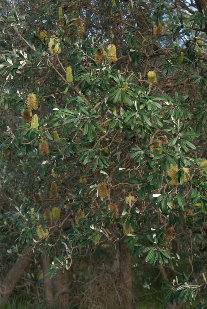 Proteaceae Banksia integrifolia