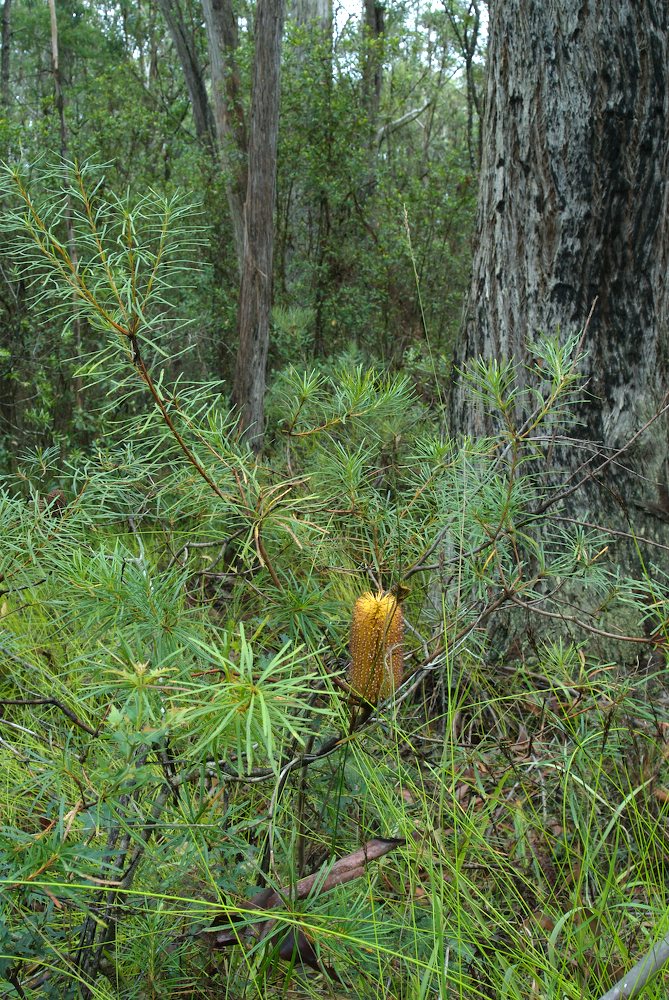 Proteaceae Banksia spinulosa